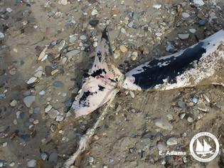 Φωτογραφία για Βρήκαν σε ακτή της Σάμου το πτώμα του δελφινιού που κάποιος σκόπιμα σκότωσε