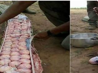 Φωτογραφία για ΑΠΙΣΤΕΥΤΟ: Σκότωσαν τεράστιο φίδι με δεκάδες αυγά μέσα του επειδή νόμιζαν πως είχε φάει... [photos]