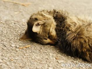 Φωτογραφία για Δηλητηρίασε 16 γάτες στο Γιαννούδι, τον κατέγραψε η κάμερα ασφαλείας & τον καταδίκασε το Τριμελές Πλημμελειοδικείο Ρεθύμνου