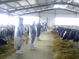 Φωτογραφία για Σε απόγνωση οι κτηνοτρόφοι στη Θράκη - Περιμένουν 3 χρόνια να πληρωθούν για ζώα που θανατώθηκαν