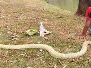 Φωτογραφία για Παντρεύτηκε φίδι γιατί του θύμιζε τη νεκρή γυναίκα του