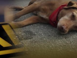 Φωτογραφία για Στο «σκαμνί» ο ταξιτζής που χτύπησε αδέσποτο σκύλο