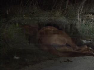 Φωτογραφία για Ιωάννινα: Αβοήθητο ... εξαντλημένο άλογο. Κατέρρευσε στην άκρη του δρόμου