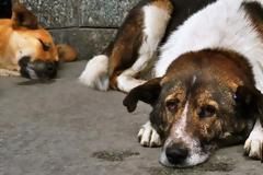 ΦΡΙΚΗ στη Μυρτιά Ηλείας: Σέρβιρε μερίδες ΘΑΝΑΤΟΥ σε αδέσποτα!