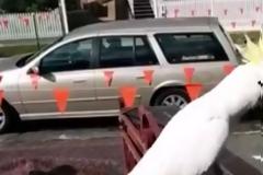 Παπαγάλος στην Αυστραλία τραγουδάει... «Σαν πας στην Καλαμάτα» [video]