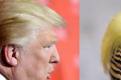 Πανικός στην Κίνα με το πτηνό που θυμίζει τον... Ντόναλντ Τραμπ [photos]