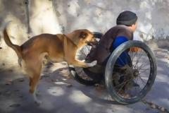 Σκύλος-ήρωας: Σπρώχνει κάθε μέρα το καροτσάκι του ανάπηρου αφεντικού του και τον πάει στην δουλειά