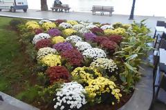 Παρεμβάσεις πρασίνου σε όλες τις Ενότητες