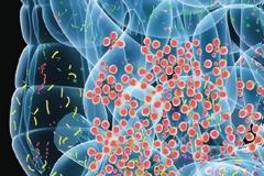 Oι φυτικές ίνες κρατούν υπό έλεγχο τα μικρόβια του εντέρου