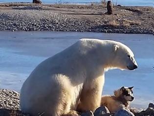 Φωτογραφία για Το απροσδόκητο χάδι πολικής αρκούδας σε σκύλο! [video]