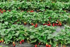 Ηλεία: Σήμα κινδύνου για την καλλιέργεια της φράουλας