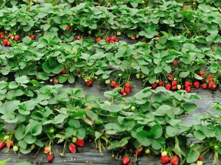 Φωτογραφία για Ηλεία: Σήμα κινδύνου για την καλλιέργεια της φράουλας