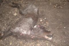 Βρήκαν 11 σκυλιά σκελετωμένα & άρρωστα χωρίς τροφή σε περιφραγμένο χώρο στον Έλιο Σκοπέλου