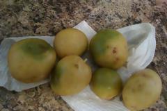 ΠΡΟΣΟΧΗ! Αν δείτε αυτό στις πατάτες, πρέπει ΑΜΕΣΩΣ να τις πετάξετε – Κίνδυνος νευρολογικού προβλήματος