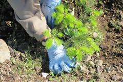 Φυτεύτηκαν 4.000 δέντρα στο Δήμο Παύλου Μελά