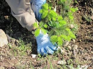 Φωτογραφία για Φυτεύτηκαν 4.000 δέντρα στο Δήμο Παύλου Μελά