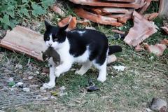 ΧΙΟΣ: Άνθρωποι μαζί με ποντίκια στον καταυλισμό της Σούδας [photos]