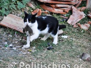 Φωτογραφία για ΧΙΟΣ: Άνθρωποι μαζί με ποντίκια στον καταυλισμό της Σούδας [photos]