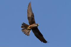 Αγρίνιο: Απίστευτο,γυναίκα παρολίγον να χάσει την ζωή της από επίθεση γερακιού - Εικόνες ΣΟΚ