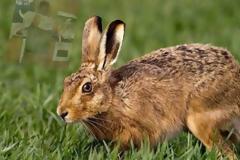 Κύπριος κυνηγός θήρεψε λαγό «τέρας» στην Κύπρο- «Διασταύρωση λαγού, χοίρου με δεινόσαυρο» [photo]