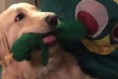 Δείτε τί απίστευτη έκπληξη έκανε αυτός ο τύπος στο σκύλο του