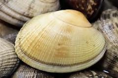 Άνοιξε ένα όστρακο και έγινε εκατομμυριούχος! Τι βρήκε μέσα; [photo]