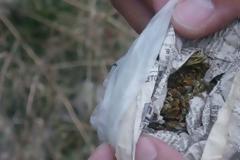 Στα χέρια των αρχών έπεσε 39χρονος για καλλιέργεια δενδρυλλίων κάνναβης στη Σητεία