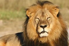 Ραγδαία μείωση των άγριων ζώων: Μειώθηκαν κατά 95% μέσα σε 123 χρόνια