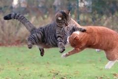 Εγκατέλειψε μέσα στο σπίτι της 14 γάτες και έφαγε η μια την άλλη!