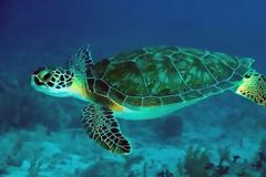 Στο φυσικό τους περιβάλλον τρεις θαλάσσιες χελώνες μετά τους τραυματισμούς τους