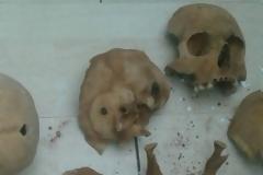 ΘΡΙΛΕΡ με τον ανθρώπινο ΣΚΕΛΕΤΟ που βρέθηκε στα Άνω Λιόσια