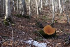 Λαθροϋλοτόμοι δρουν ανενόχλητοι ακόμη και στη Βάλια Κάλντα!