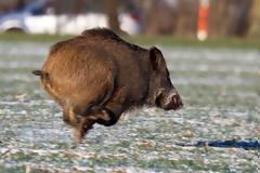 Πρωτοφανές τροχαίο με αγριογούρουνα στην Άψαλο Πέλλας