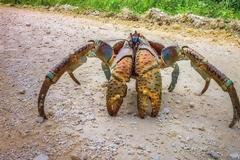 Ένα καβούρι… γίγας!