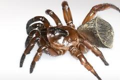 Σπάνια “αρχαία” αράχνη βρέθηκε στην Κίνα