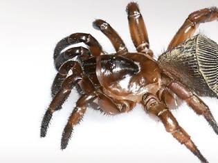 Φωτογραφία για Σπάνια “αρχαία” αράχνη βρέθηκε στην Κίνα