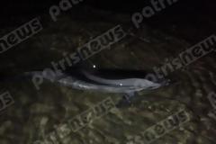 Πύργος: Συγκινητική προσπάθεια διάσωσης ενός δελφινιού