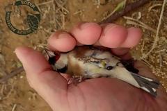 Νάξος: Εντόπισαν τον άνδρα που παγίδευε-κακοποιούσε πουλιά με ξόβεργες & δίχτυα σε καταφύγιο άγρια ζωής [video]