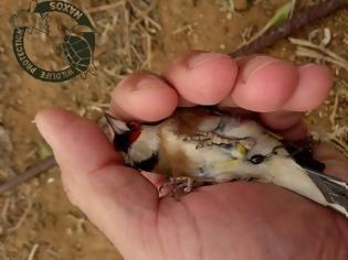 Φωτογραφία για Νάξος: Εντόπισαν τον άνδρα που παγίδευε-κακοποιούσε πουλιά με ξόβεργες & δίχτυα σε καταφύγιο άγρια ζωής [video]