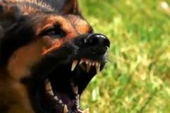 Κρήτη: Ώρες αγωνίας για την οικογένεια του μικρού αγοριού που δέχθηκε επίθεση από σκύλο