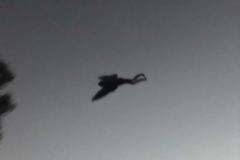 Ο χρησμός της πεταλούδας! Ανακάλυψαν το θρυλικό τέρας Mothman;