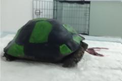 Λέσβος: Παιδιά έβαψαν χελώνα σαν μπάλα ποδοσφαίρου & την κλωτσούσαν μέχρι να σπάσει το καβούκι της