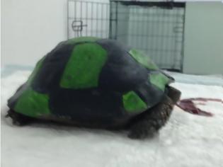 Φωτογραφία για Λέσβος: Παιδιά έβαψαν χελώνα σαν μπάλα ποδοσφαίρου & την κλωτσούσαν μέχρι να σπάσει το καβούκι της