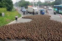 Οι Ολλανδικές Αρχές θανάτωσαν 190.000 πάπιες εξαιτίας της γρίπης των πτηνών