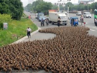 Φωτογραφία για Οι Ολλανδικές Αρχές θανάτωσαν 190.000 πάπιες εξαιτίας της γρίπης των πτηνών
