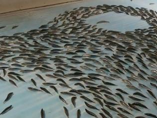 Φωτογραφία για Έκλεισε το παγοδρόμιο με τα 5.000 κατεψυγμένα ψάρια