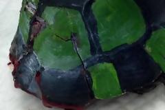 ΈΛΕΟΣ: Έκαναν τη χελώνα... μπάλα ποδοσφαίρου