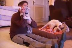 Ένας σκύλος ανέλαβε τον ρόλο του «θετού γονιού» για δύο τιγράκια [video]