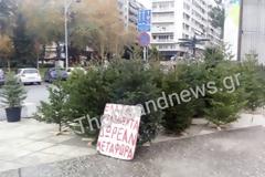 Το 40% αγγίζει η μείωση στις τιμές έλατου για φέτος - Τι υποστηρίζει παραγωγός από τον Χολομώντα Χαλκιδικής