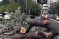 Ο αέρας έριξε δέντρο στην Ευελπίδων!